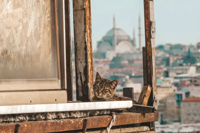 Cats of Istanbul Tour